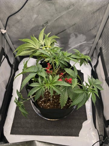 Divine Gelato 3 x Blue Zushi x 44 Photo — vegetative, day 30