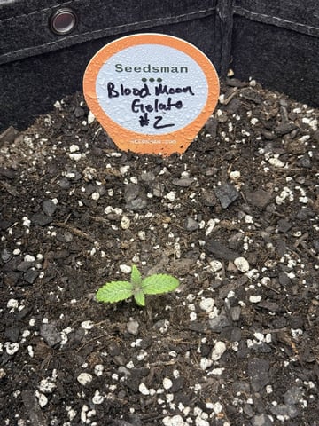 BloodMoon Gelato — seedling_rooting, day 14