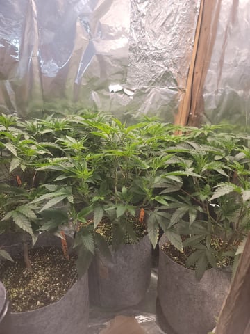 Ghetto Growing — grow_setup, day 25