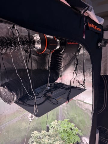 Gorilla Runtz — flower, day 44