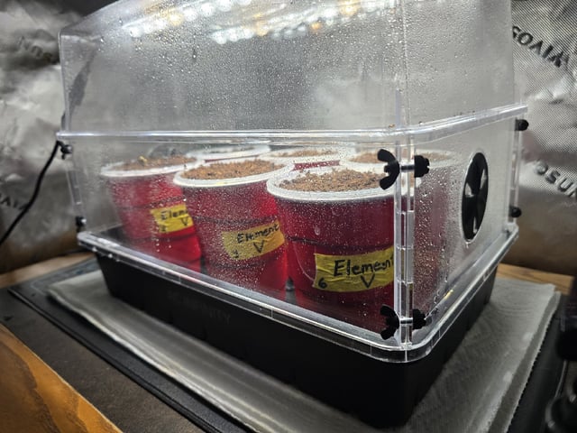 Grow 5.o — germination, day 1