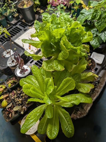 See what grows — vegetative, day 113