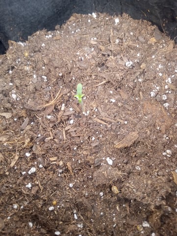  auto mixed pack indoor attempt #1 — seedling_rooting, day 6