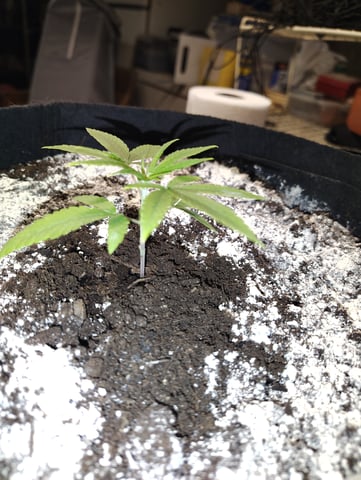 Hindu Kush — vegetative, day 24