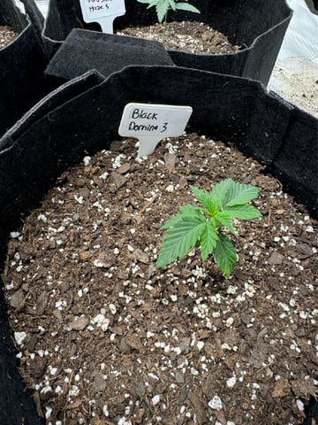 SSH and BD — vegetative, day 16