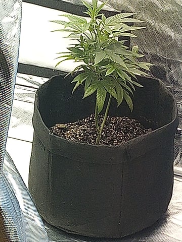 chem#4 — vegetative, day 16