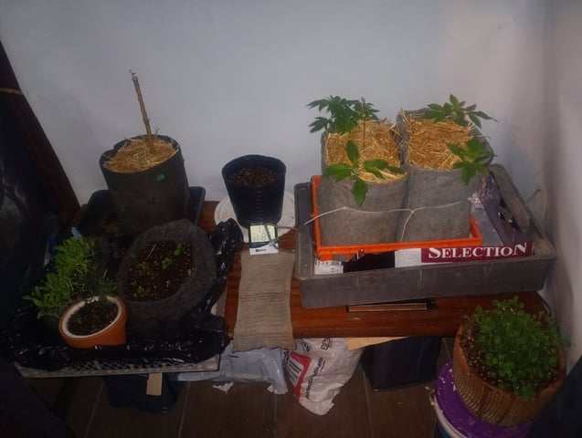 Tia Maria — auto, day 15
