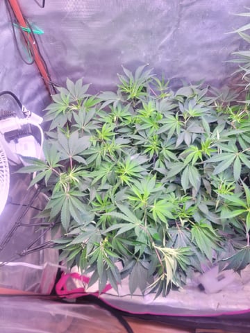 6th Grow — flower, day 45