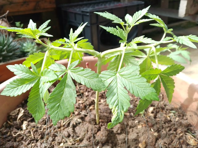 My 1st grow 2 big pots 9 small containers — vegetative, day 21