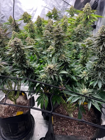 best budz — flower, day 78