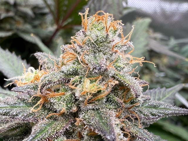 Green Gelato — flower, day 105