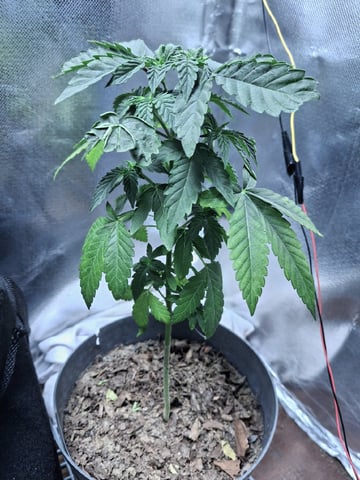 1st Grow - ROYAL MOBY (indoor)(photop.) — vegetative, day 59