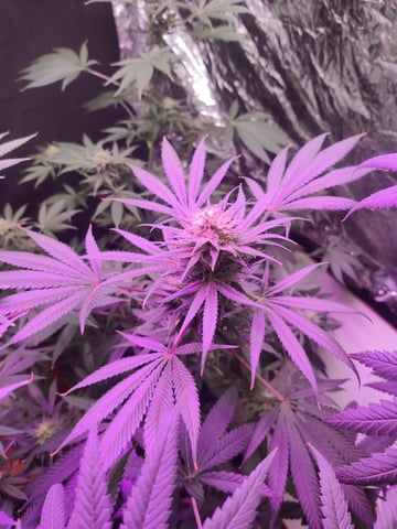 train wreck — flower, day 75