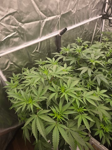 OG Kush  — flower, day 51