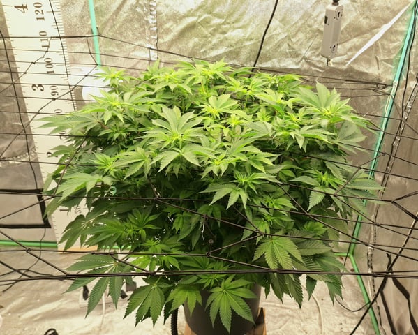 Blackberry Kush — flower, day 74