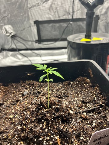 My First Grow — vegetative, day 19