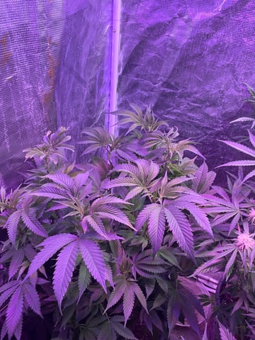 white 🕷️  — vegetative, day 87