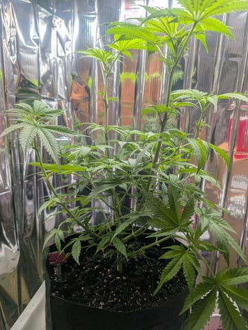 B E A utiful  — flower, day 58