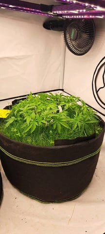 First Grow with the new setup  — vegetative, day 50