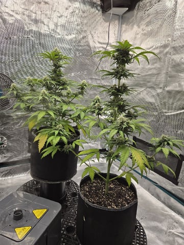 Mimosa Sunrise XXL 3x3 tent — flower, day 44