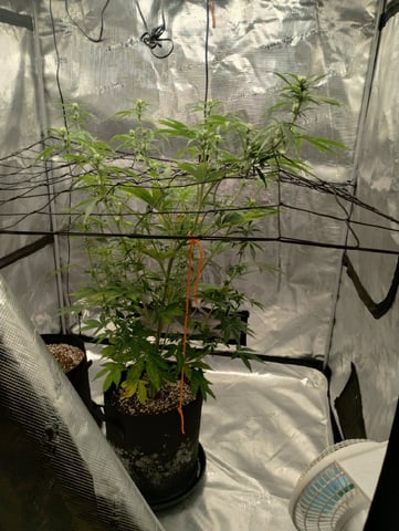 Round 2🥊 — flower, day 50