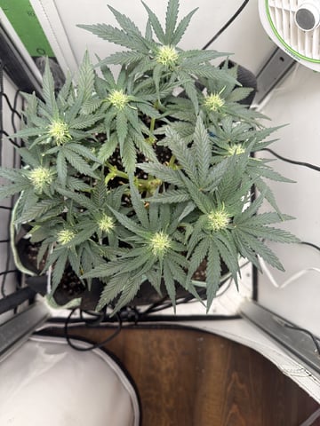 Midsummer Outdoor — flower, day 50