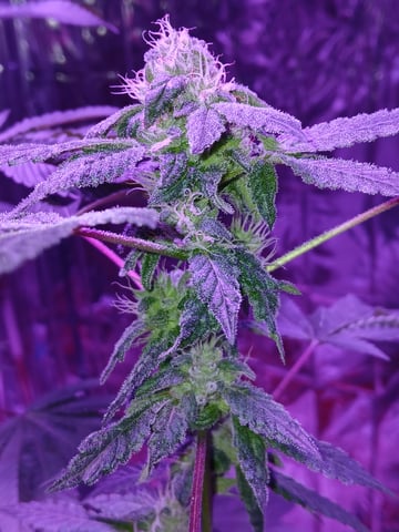 triangle kush  — flower, day 81