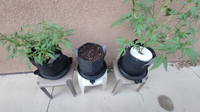 Poison Rainbows — vegetative, day 89