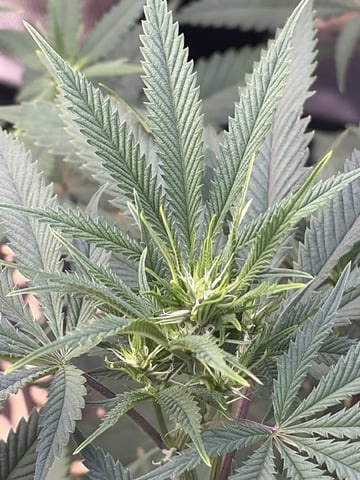 Humboldt, Hella Jelly. Jelly Donut  — flower, day 54