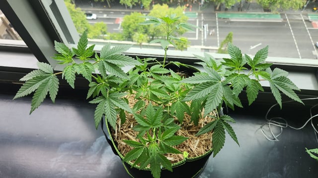 Royal Highness — vegetative, day 46