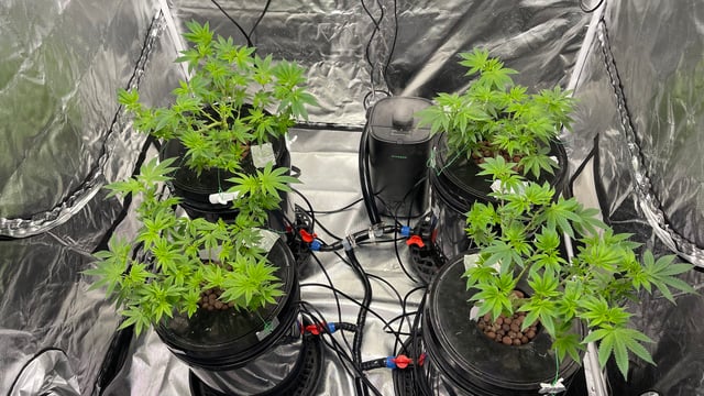 1st Ever Grow (Fat Bastard)(RDWC)  — vegetative, day 75