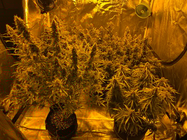 2nd Autoflower Indoor Grow — flower, day 94