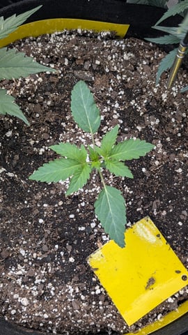 Mixed Grow — grow_setup, day 56