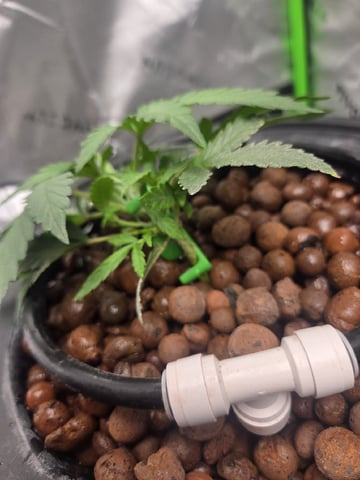 Northern Lights / Banana Kush — seedling_rooting, day 27