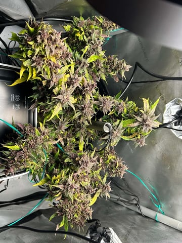 Vanna's Vanilla — auto, day 82