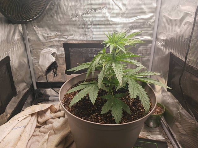 4th grow  — vegetative, day 152