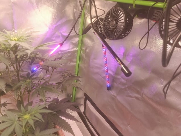 Purple Amnesia Autoflower — flower, day 39