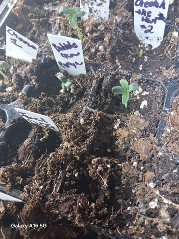 Grow 1 — seedling_rooting, day 1