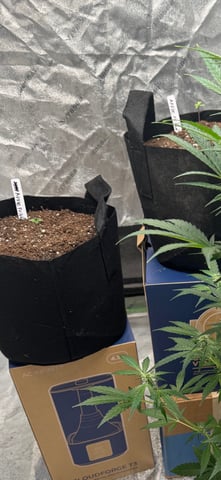  Trying to go big — seedling_rooting, day 1