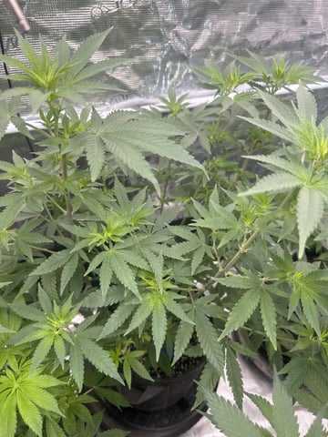  godfather OG — flower, day 48