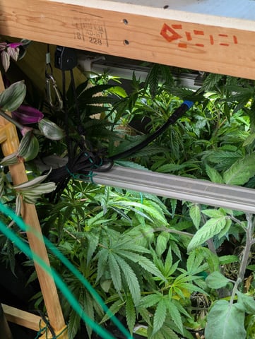 See what grows — vegetative, day 383