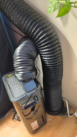 Big Momma Blue Dream  — flower, day 46