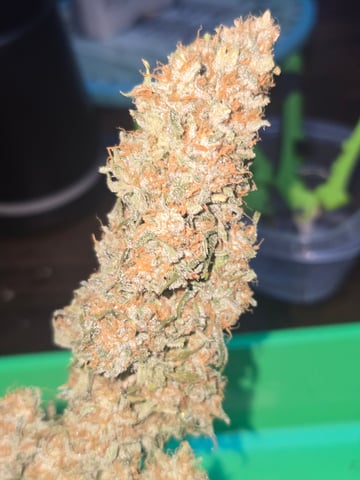 2nd Autoflower Indoor Grow — flower, day 93