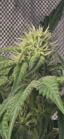 Maple Nectar  — flower, day 67