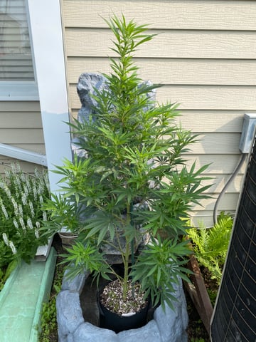 widows’ mimosa f1 — flower, day 88