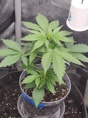 Another round of Mephisto Genetics from Schoolyard Crush and Do-si-delirium drops. — vegetative, day 20