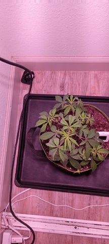 FKAFL — vegetative, day 10