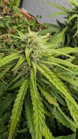 Quick Auto Summer Grow — flower, day 57