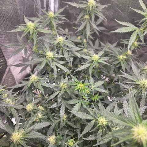 Purple Haze Auto — flower, day 55