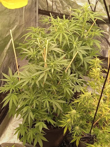 2 Apple Struddles ,1 London Pound,1banana Purple punch1gorilla Cookies ,1frostbanger 